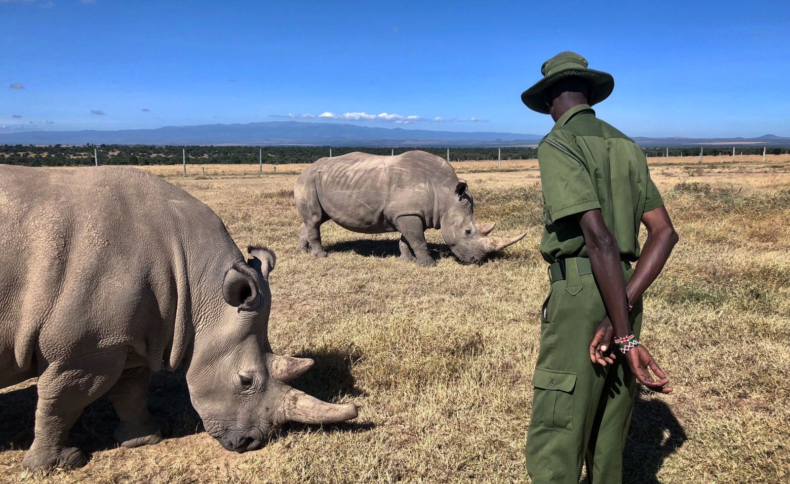 A ranger on patrol beside rhinos at Ol Pejeta Conservancy in Kenya