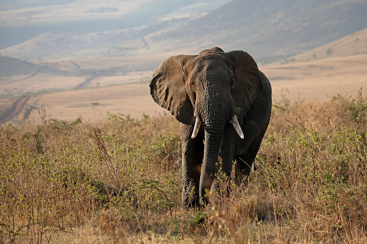 Elephant on the Kenyan savanna at dusk