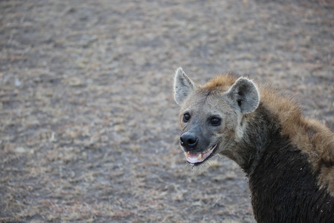 Predator in the Maasai Mara, where human and wildlife territory overlap
