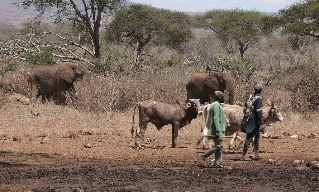 Herders moving their cattle away at a distance from elephants browsing at a dry season waterhole