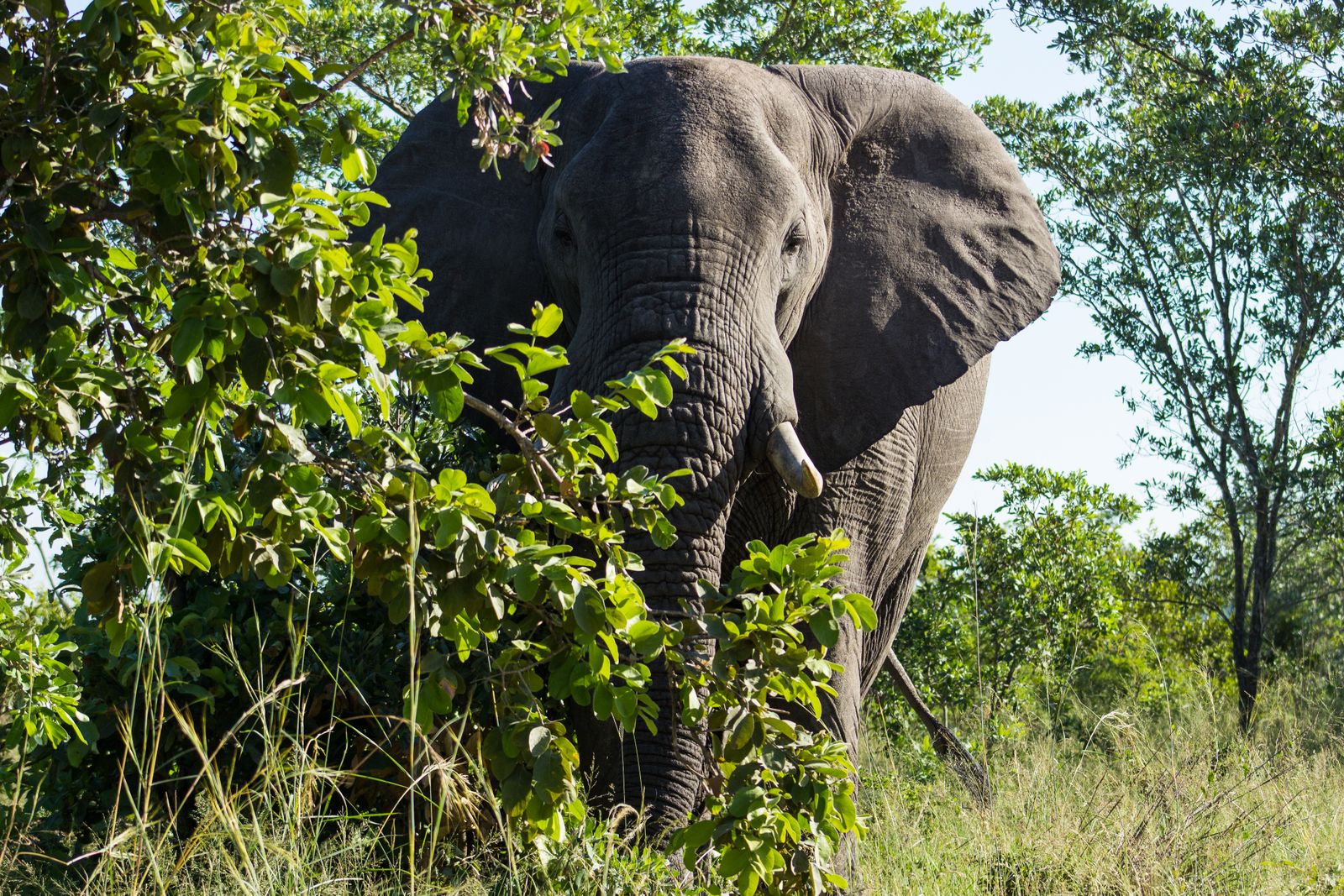 An African elephant close up on shared grassland