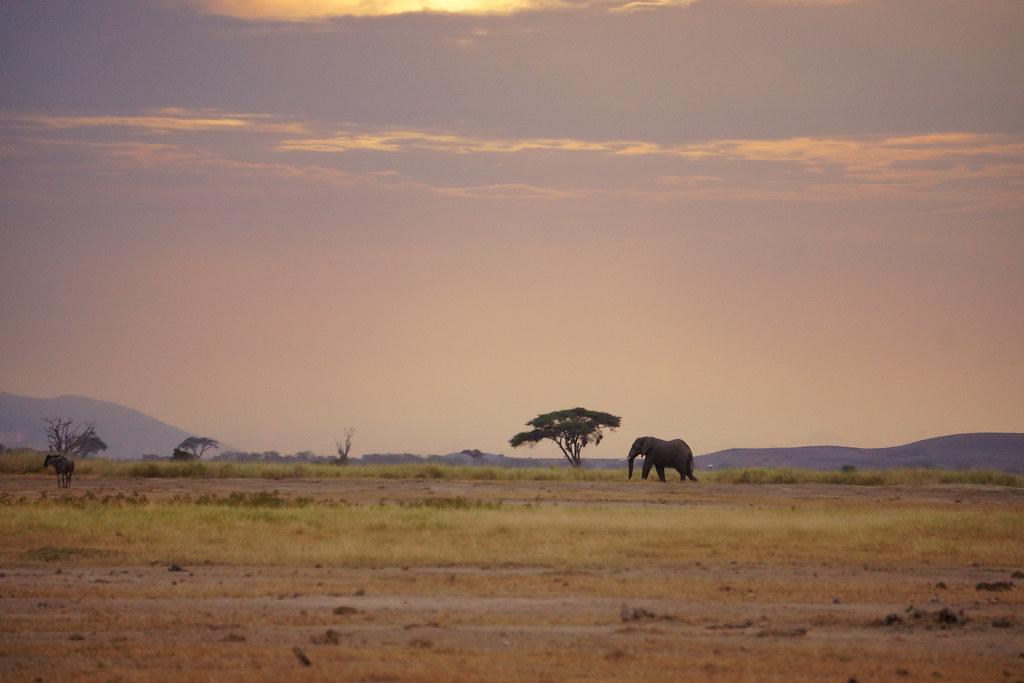 An elephant at sunset on shared land